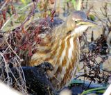 American Bittern
