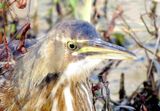 American Bittern