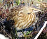 American Bittern