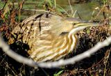 American Bittern