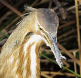 American Bittern