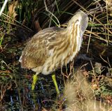 American Bittern