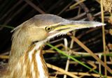 American Bittern