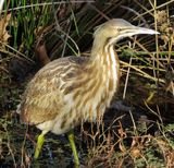 American Bittern