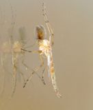 Non-Biting Midge Species