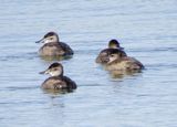 Ruddy Duck