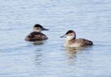 Ruddy Duck