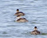 Ruddy Duck
