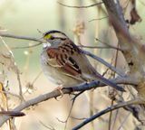 White-Throated Sparrow