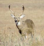 White-Tailed Deer