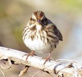 Song Sparrow