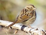 Song Sparrow