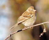 Field Sparrow
