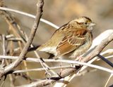 White-Throated Sparrow