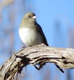 Dark-Eyed Junco