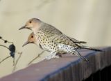 Northern Flicker