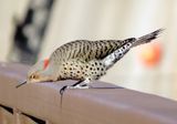 Northern Flicker