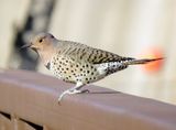 Northern Flicker