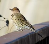 Northern Flicker
