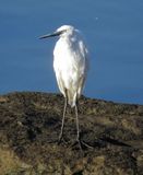 Reddish Egret