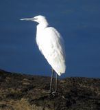 Reddish Egret