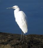 Reddish Egret