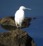 Reddish Egret