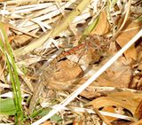 Variegated Meadowhawk