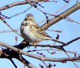Harriss Sparrow