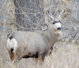 Mule Deer