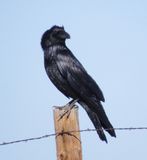 Common Raven