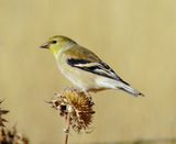 American Goldfinch