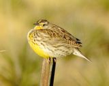 Western Meadowlark