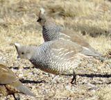 Scaled Quail