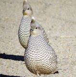 Scaled Quail