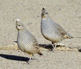 Scaled Quail