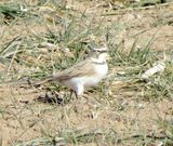 Horned Lark