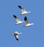 Snow Goose