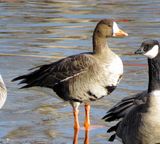 Greater White-Fronted Goose