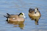 American Wigeon