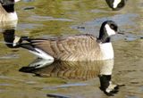 Cackling Goose