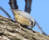 Red-Breasted Nuthatch