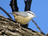 Red-Breasted Nuthatch