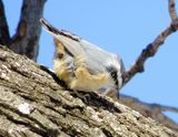 Red-Breasted Nuthatch