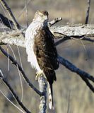Coopers Hawk