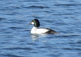 Common Goldeneye