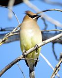 Cedar Waxwing