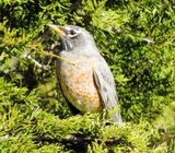 American Robin