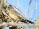 American Robin