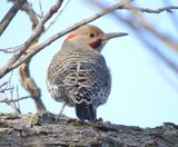 Northern Flicker